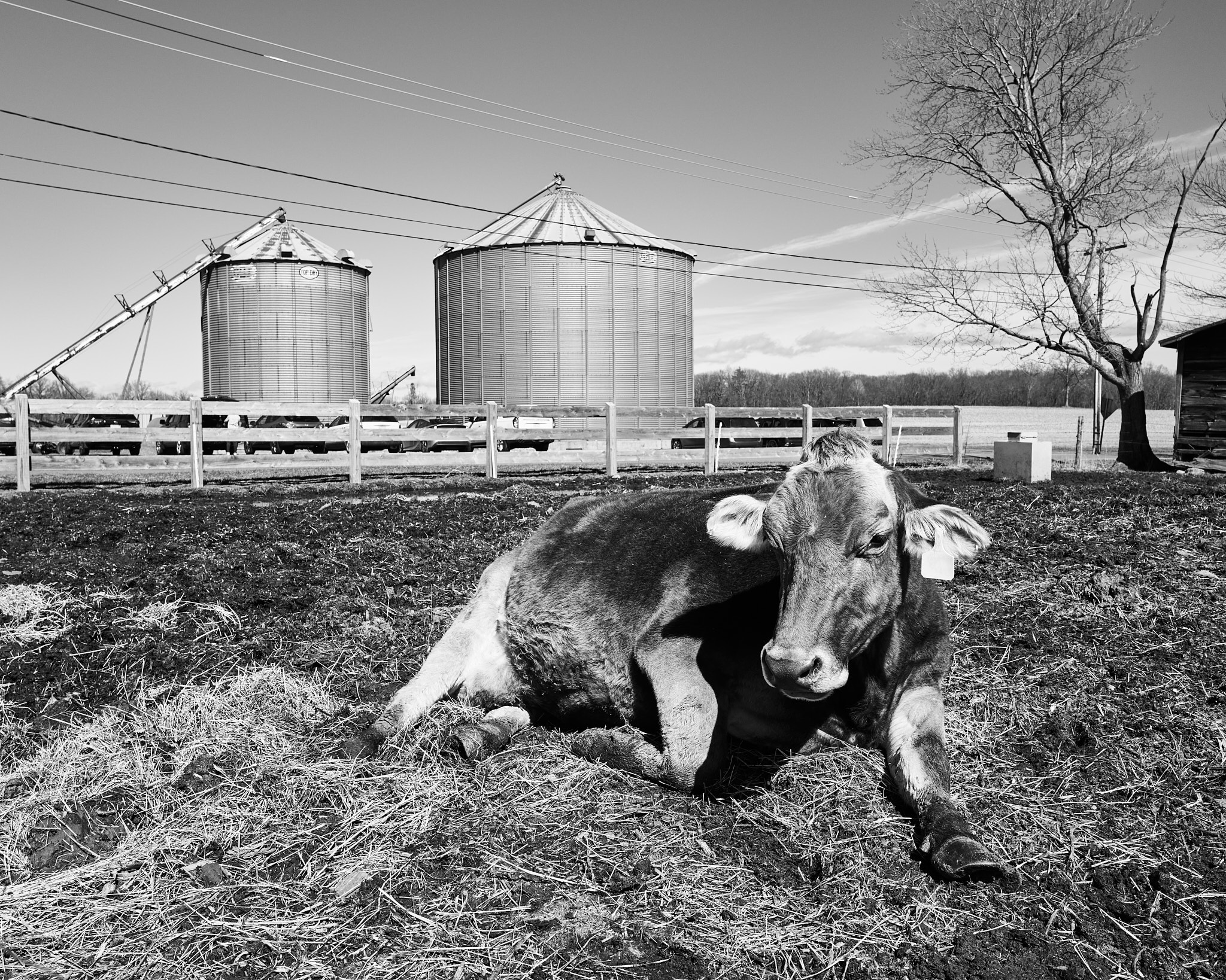 Pioneer Valley Cow1